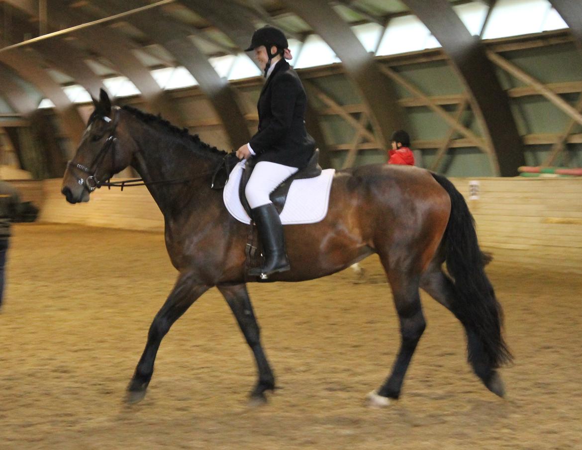 Anden særlig race Henriksøgaards Finaly May billede 15