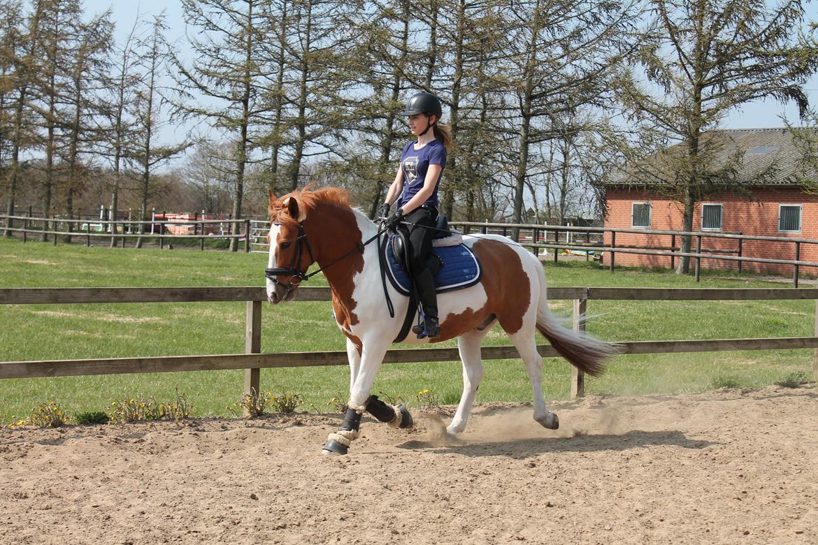Pinto Lindholms Toniquie - 4. maj 2013 -Rider på banen billede 7