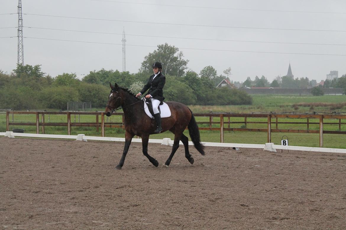 Anden særlig race Henriksøgaards Finaly May billede 16