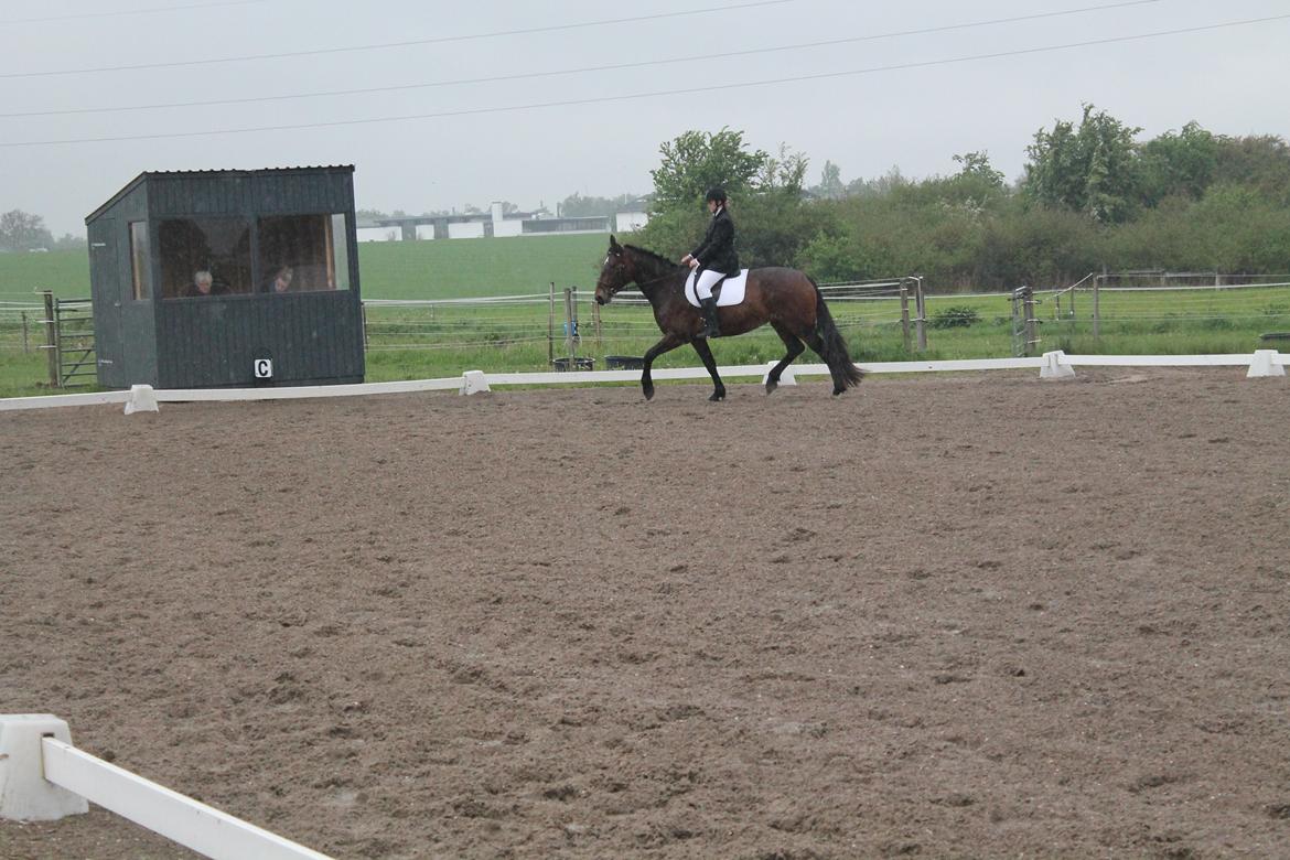 Anden særlig race Henriksøgaards Finaly May billede 17