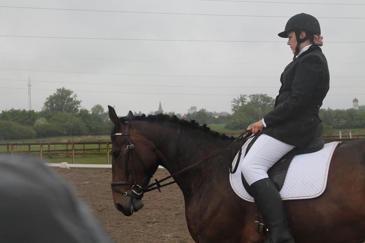 Anden særlig race Henriksøgaards Finaly May billede 4