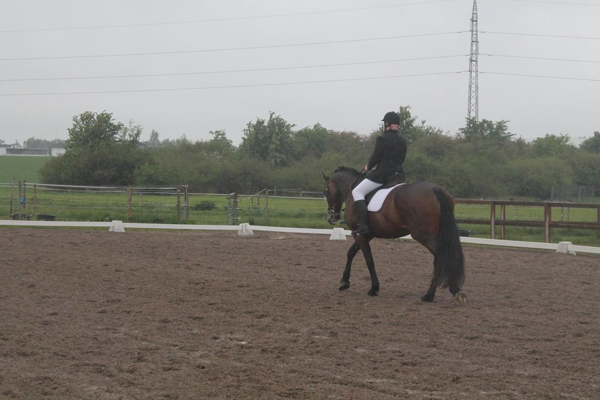 Anden særlig race Henriksøgaards Finaly May billede 18