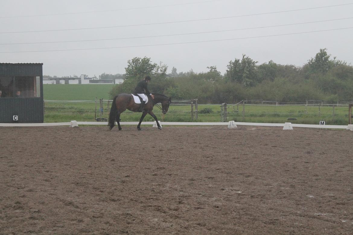 Anden særlig race Henriksøgaards Finaly May billede 19