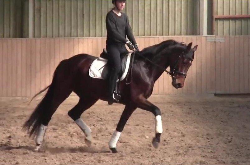Dansk Varmblod Gørklintgårds Gaia - Første gang jeg sad på Gaia billede 15