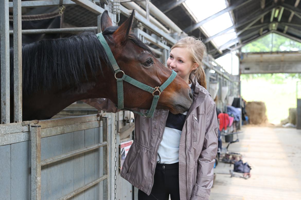Dansk Varmblod Gørklintgårds Gaia billede 14
