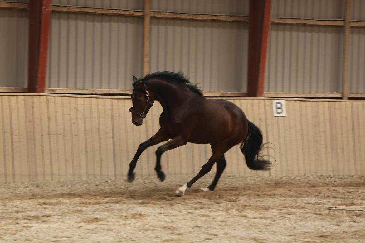 Dansk Varmblod Gørklintgårds Gaia billede 16
