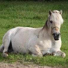 Fjordhest Mulle (Lejet) billede 3
