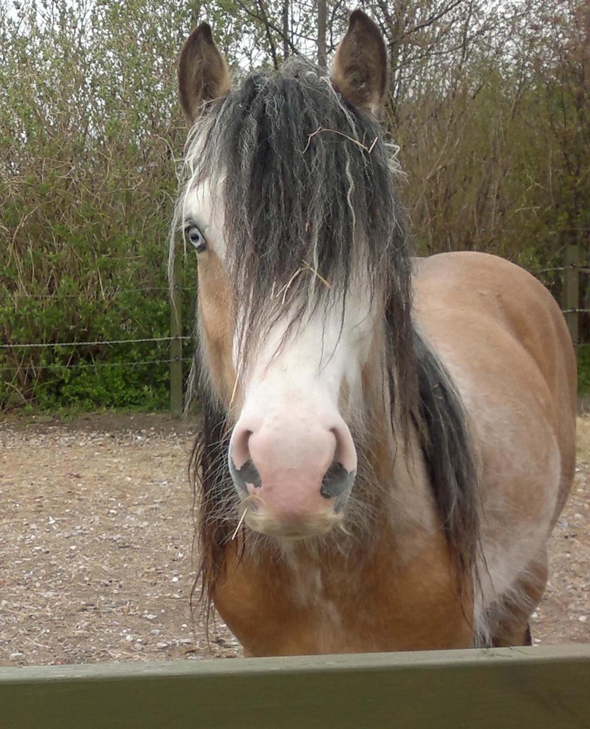 Irish Cob Caramel - 8. maj 2013
Skøn fyr - og han ved det billede 1