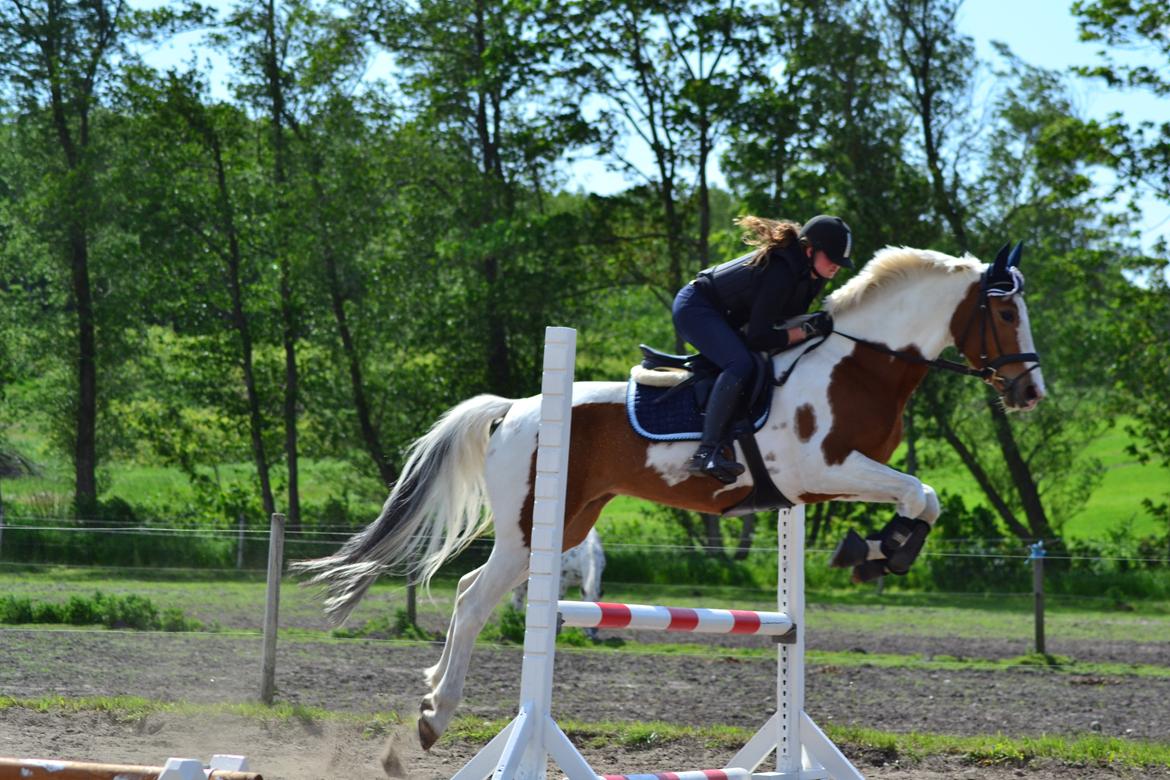 Pinto • Medina • billede 19