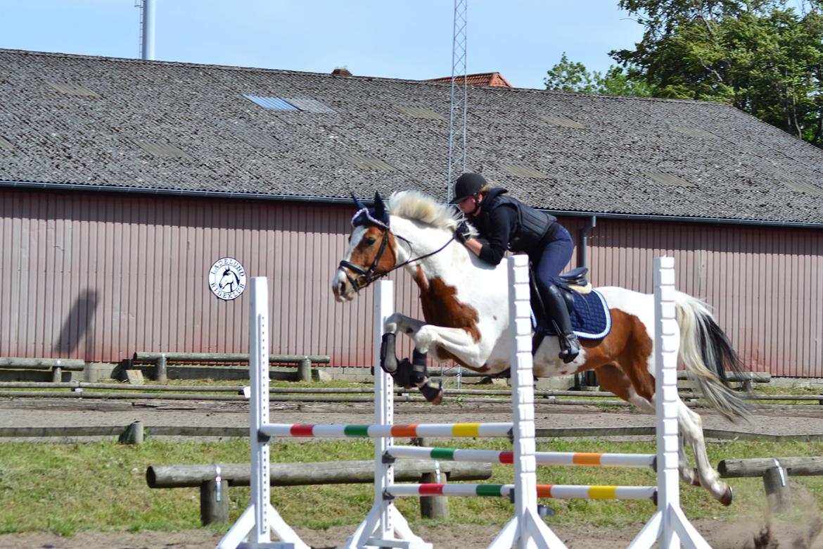 Pinto • Medina • billede 22