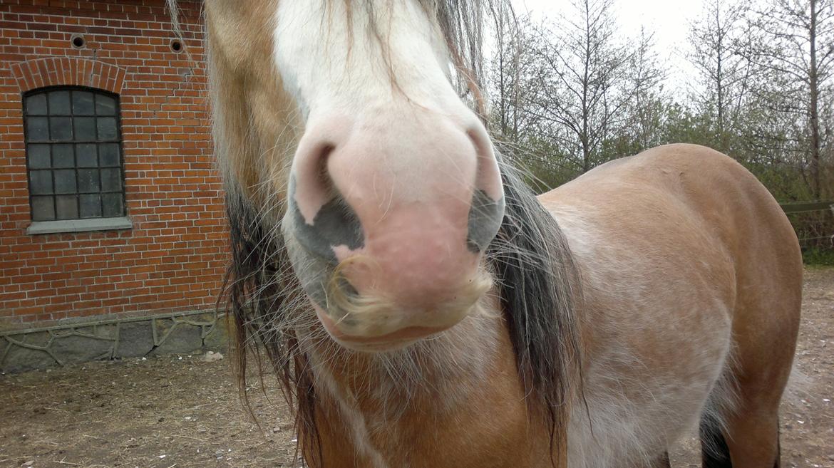 Irish Cob Caramel - primo maj 2013 - se lige mit overskæg billede 2