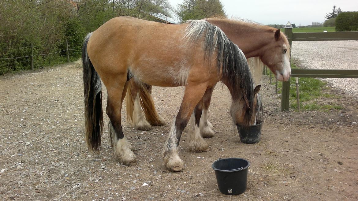 Irish Cob Caramel - Hej mor
din mad er da vist bedre end min! billede 4