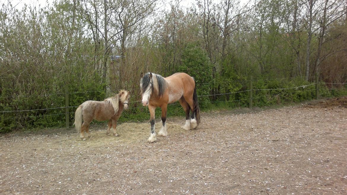 Irish Cob Caramel - Hov, hej Anton - stod du der billede 5