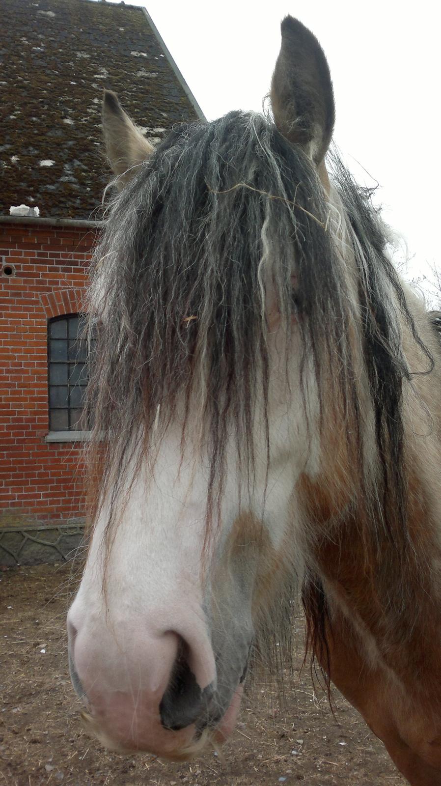 Irish Cob Caramel billede 6