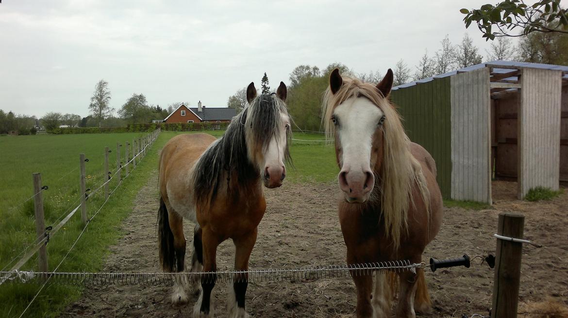 Irish Cob Pop-Eye van Erpekom - Det du der har med ... dufter vildt godt billede 1
