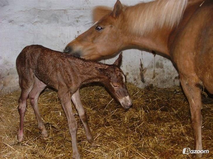 DSP Martini asti billede 7