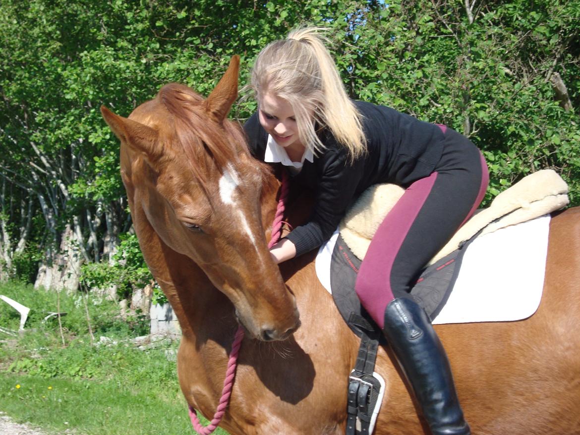 Dansk Varmblod Activ - Velkommen til Activs profil -  Min aller mest loyale ven! <3 billede 1