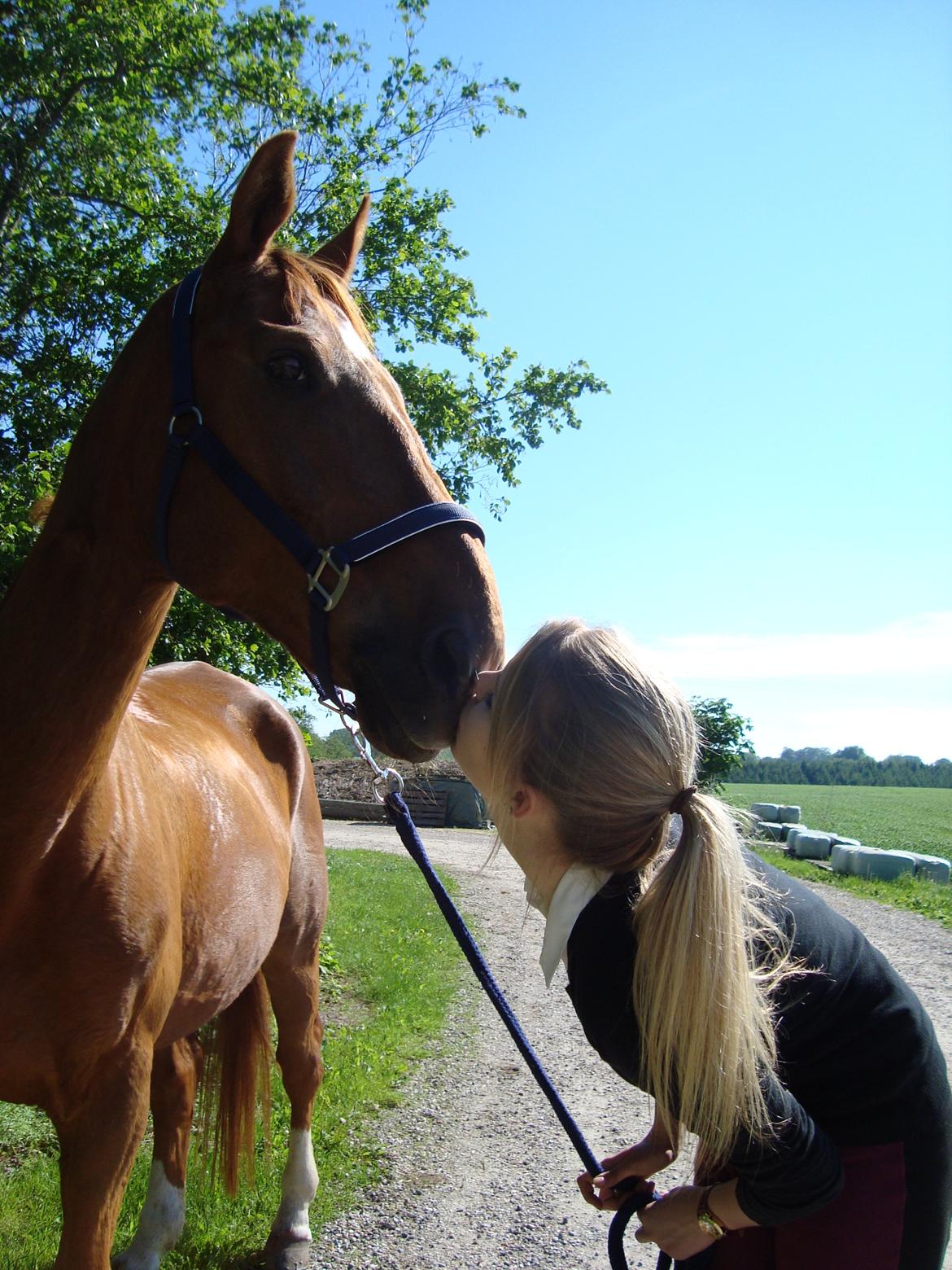 Dansk Varmblod Activ - Tusind kys til dig :-* billede 12