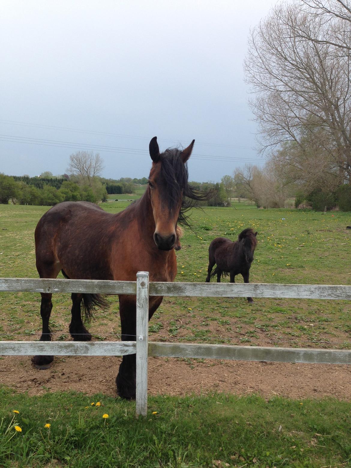Barockpferd Nynne   [Plejebarn] - Lækkermåsen Nynne - med Baloo i baggrunden :-) billede 1