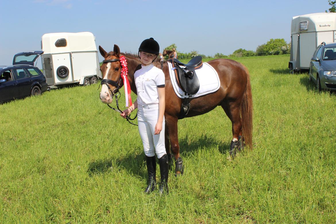 New Forest Koedijks Milano *Låner* - /3% og 74% <3 billede 6