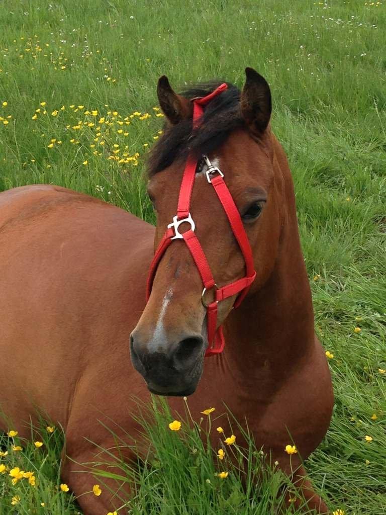 Anden særlig race Nikita *Prinsessen* - Lærke tog lige et billede af min lille pony :D ikke lige den smarteste måde at klæde sig på Nikita men du giver da et dejligt smil på læben :D skøre pony :D

ps ny grime :D billede 19