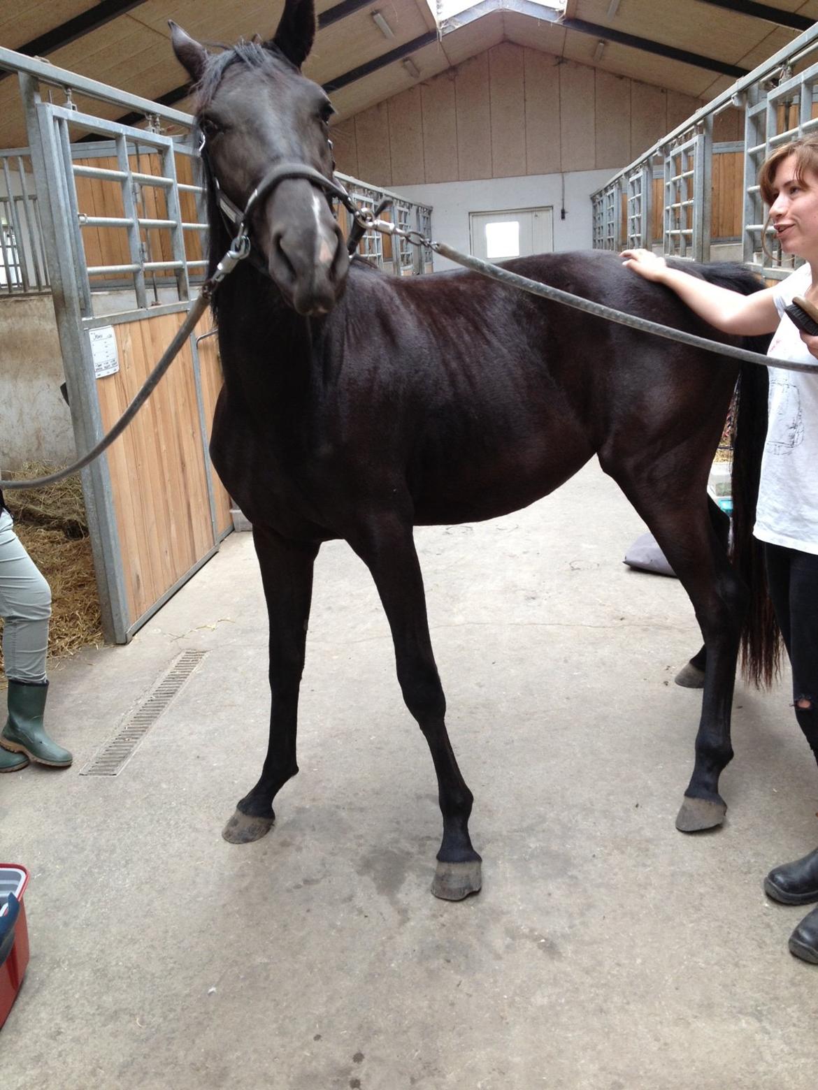 Dansk Varmblod Alphabeat - (2/6 2013) Lidt alene-tid i stalden, også begyndte numsen at klø .. :)  billede 35