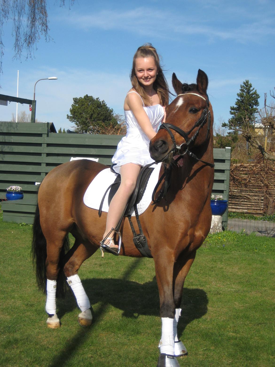 DSP Sultan fra Højbo<3 billede 1