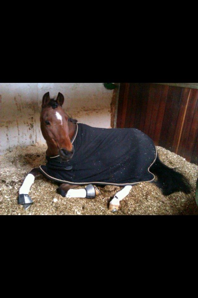 DSP Sultan fra Højbo<3 billede 3