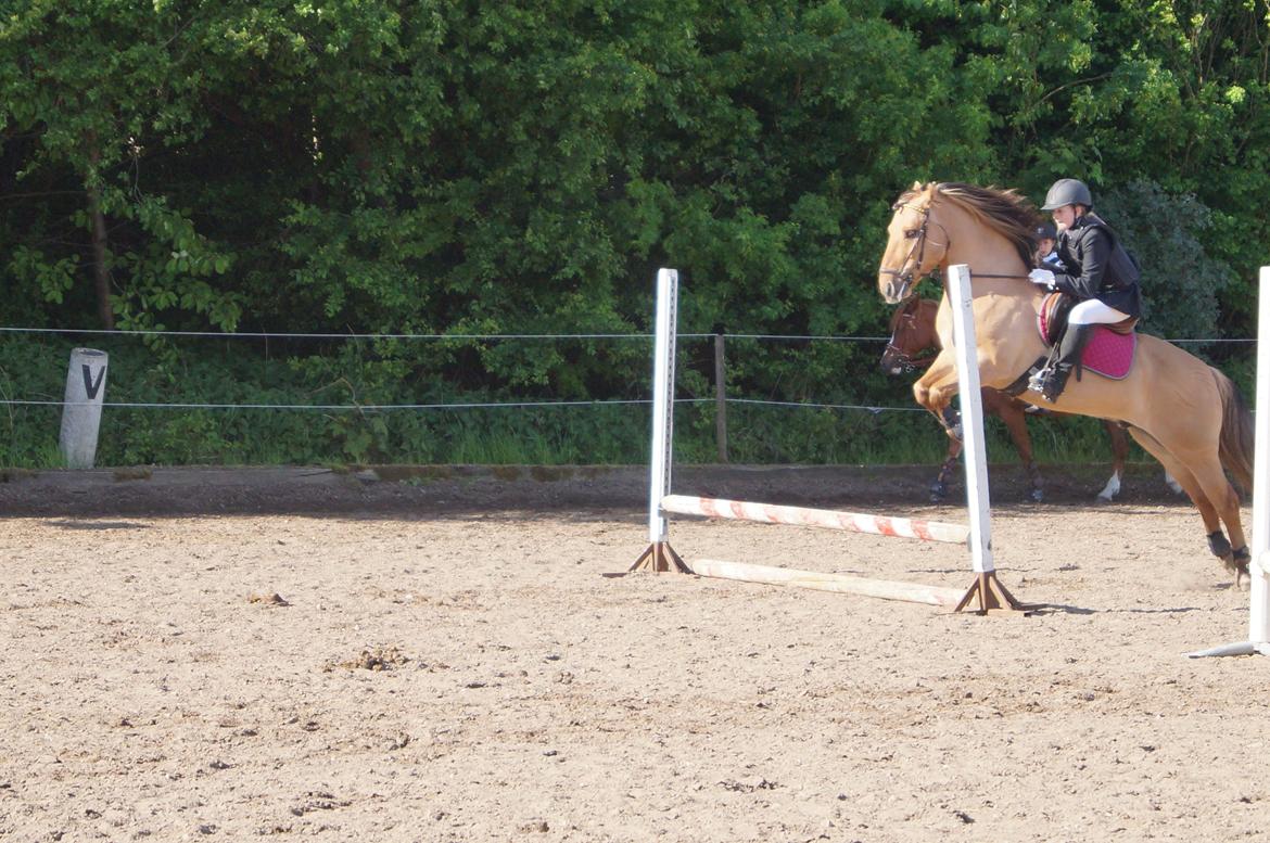 Anden særlig race Dumbledore  - "At noget er perfekt betyder ikke at det er fejlfrit, men at du ikke ønsker det anderledes..".  billede 9