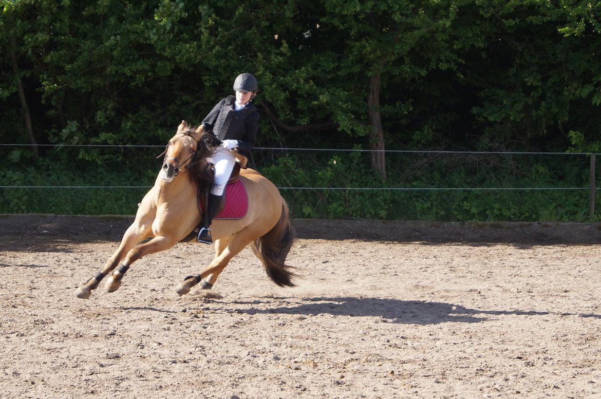 Anden særlig race Dumbledore  billede 10