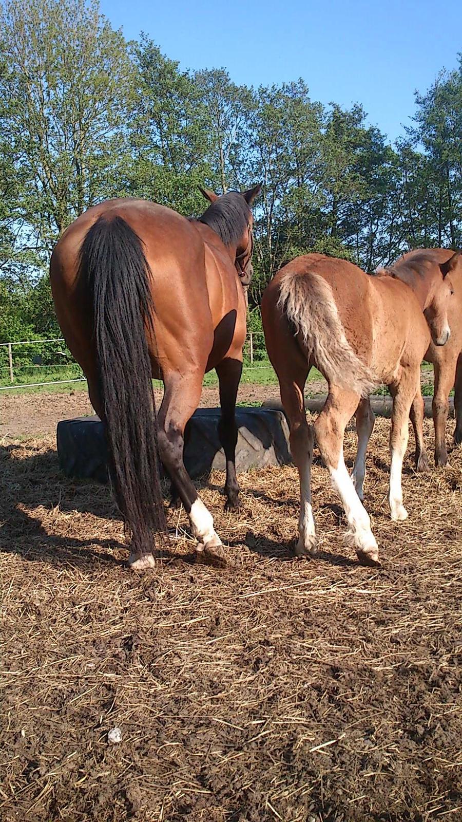 Irish Cob Crossbreed Solgården´s Pipaluk (Pip´sen den lille Mammut). - 3,5 mdr. og helt med på at efterligne mor hest :D billede 2