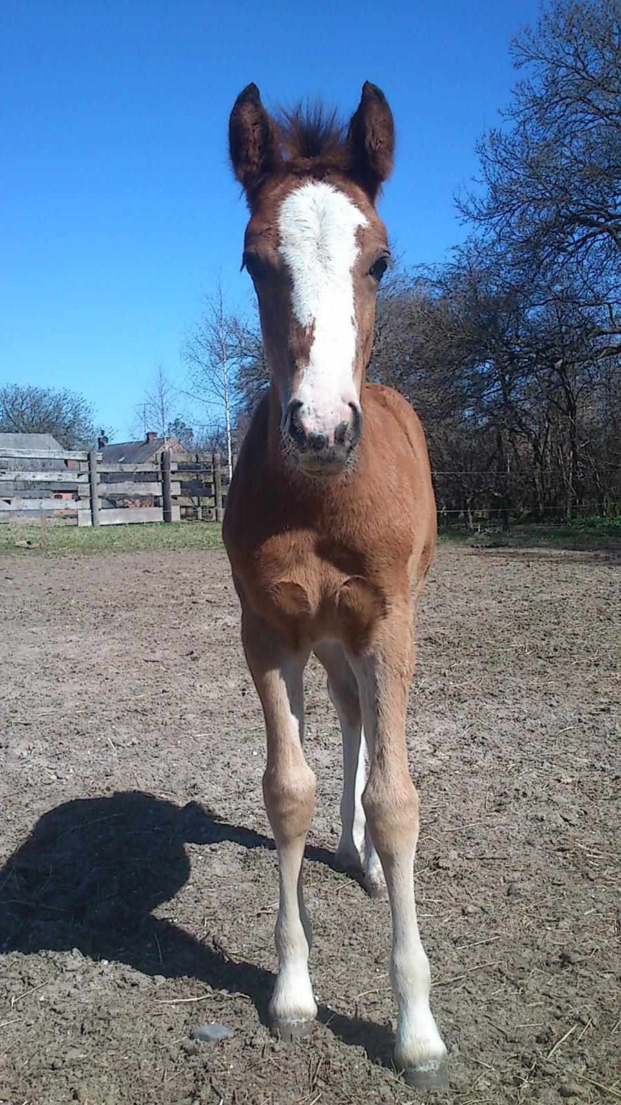 Irish Cob Crossbreed Solgården´s Pipaluk (Pip´sen den lille Mammut). - 3,5 mdr.  billede 1