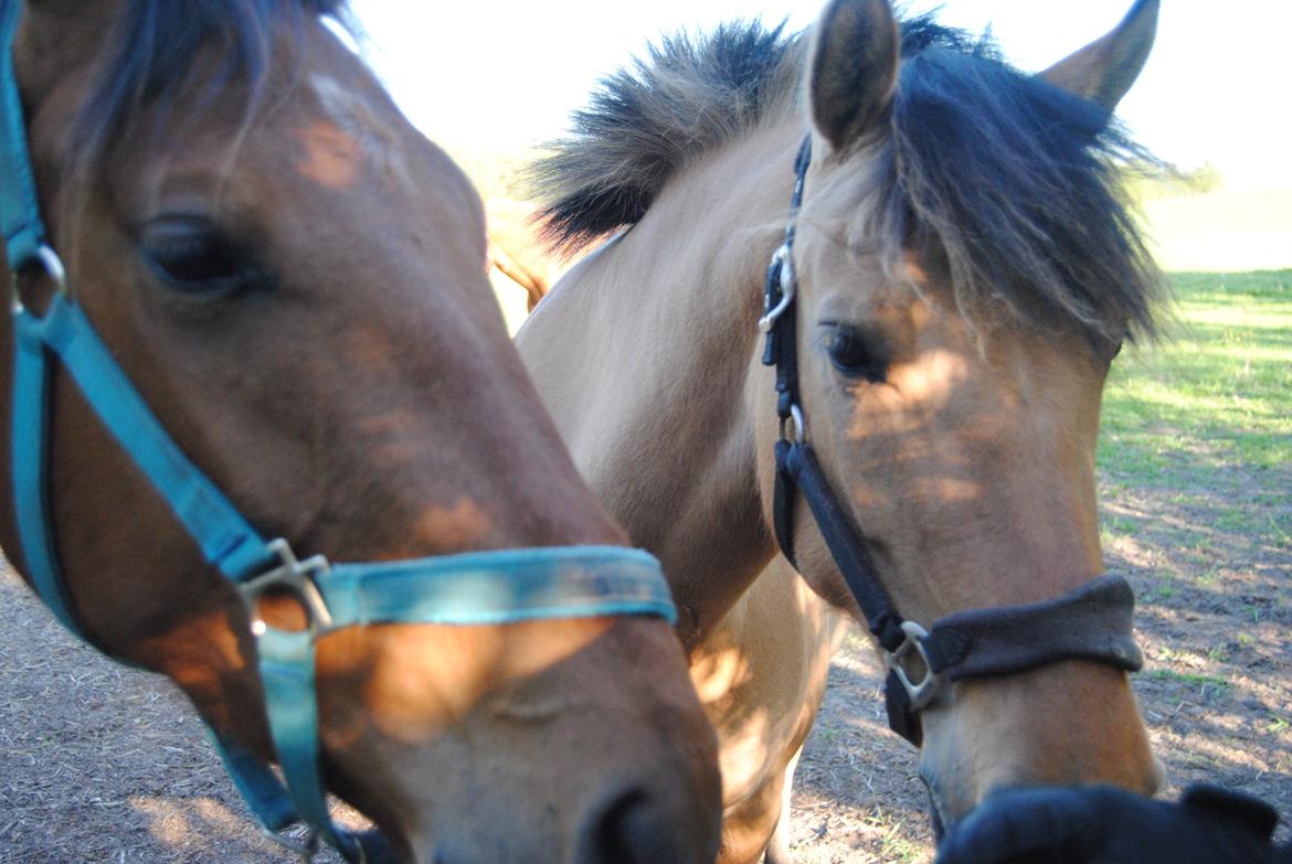 Anden særlig race Baunehøjgaards Ros- a-li - Rosa og hendes lille kæreste Alfred!<3 billede 3