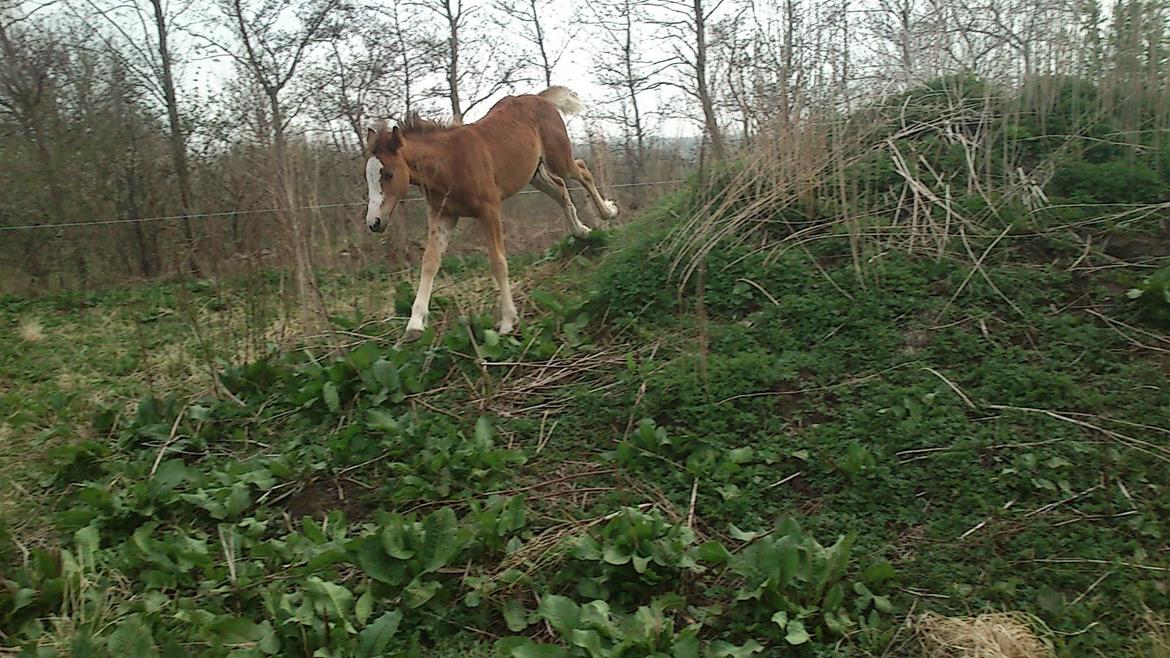 Irish Cob Crossbreed Solgården´s Pipaluk (Pip´sen den lille Mammut). - 3 mdr. Løber stæærkt! :P billede 5