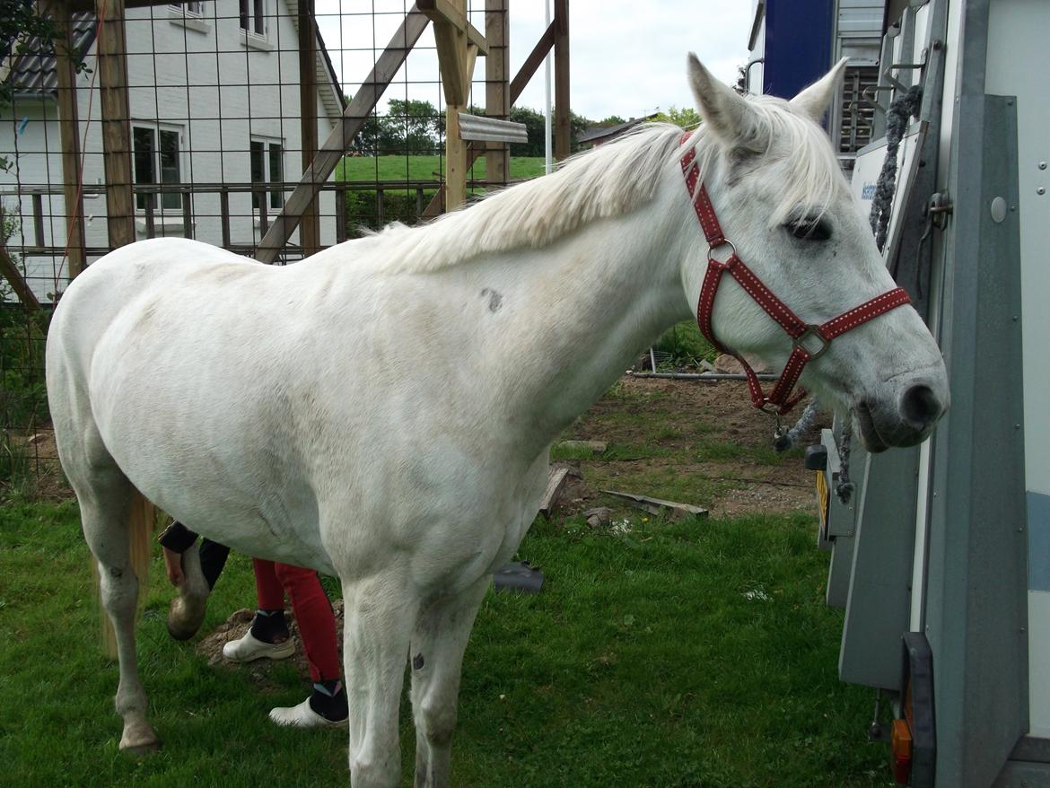 Anden særlig race Olivia min prinsesse (oli ) <3 <3 <3 3<3 - hej jeg hedder Olivia velkommen billede 2