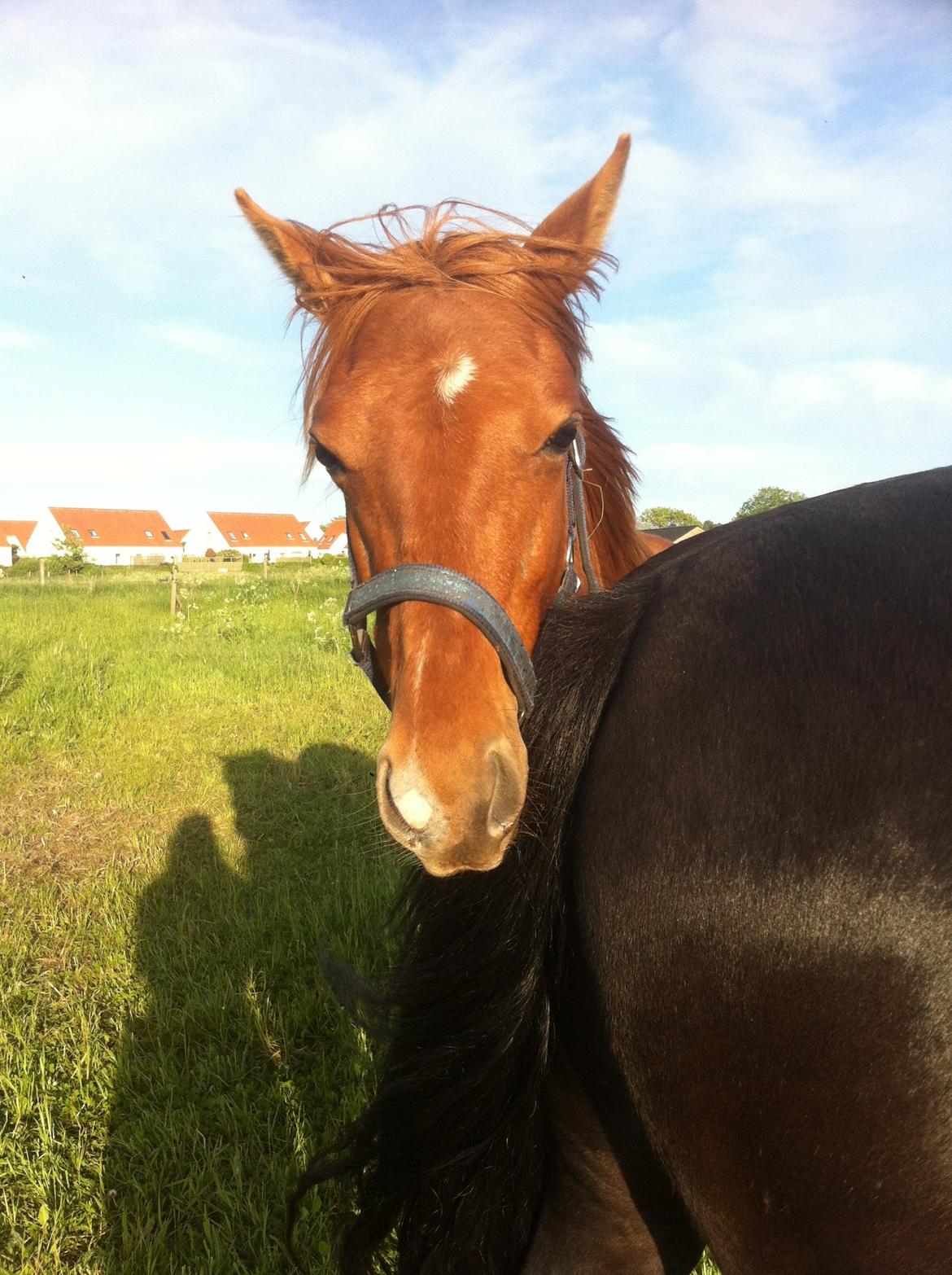 Welsh Partbred (Sec F) Aastrupgaards Ask billede 20