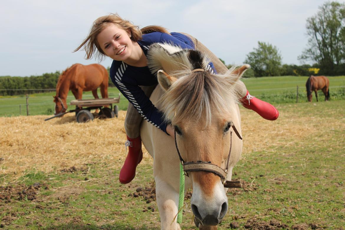 Fjordhest Arkibald - 02-06-2013 billede 4