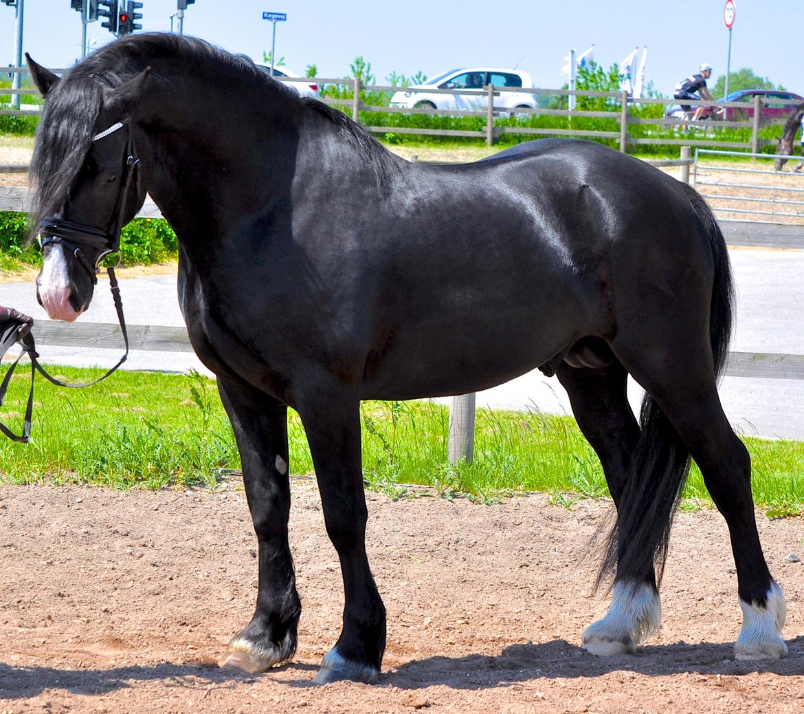 Welsh Cob (sec D) Valhallas Zorro billede 7