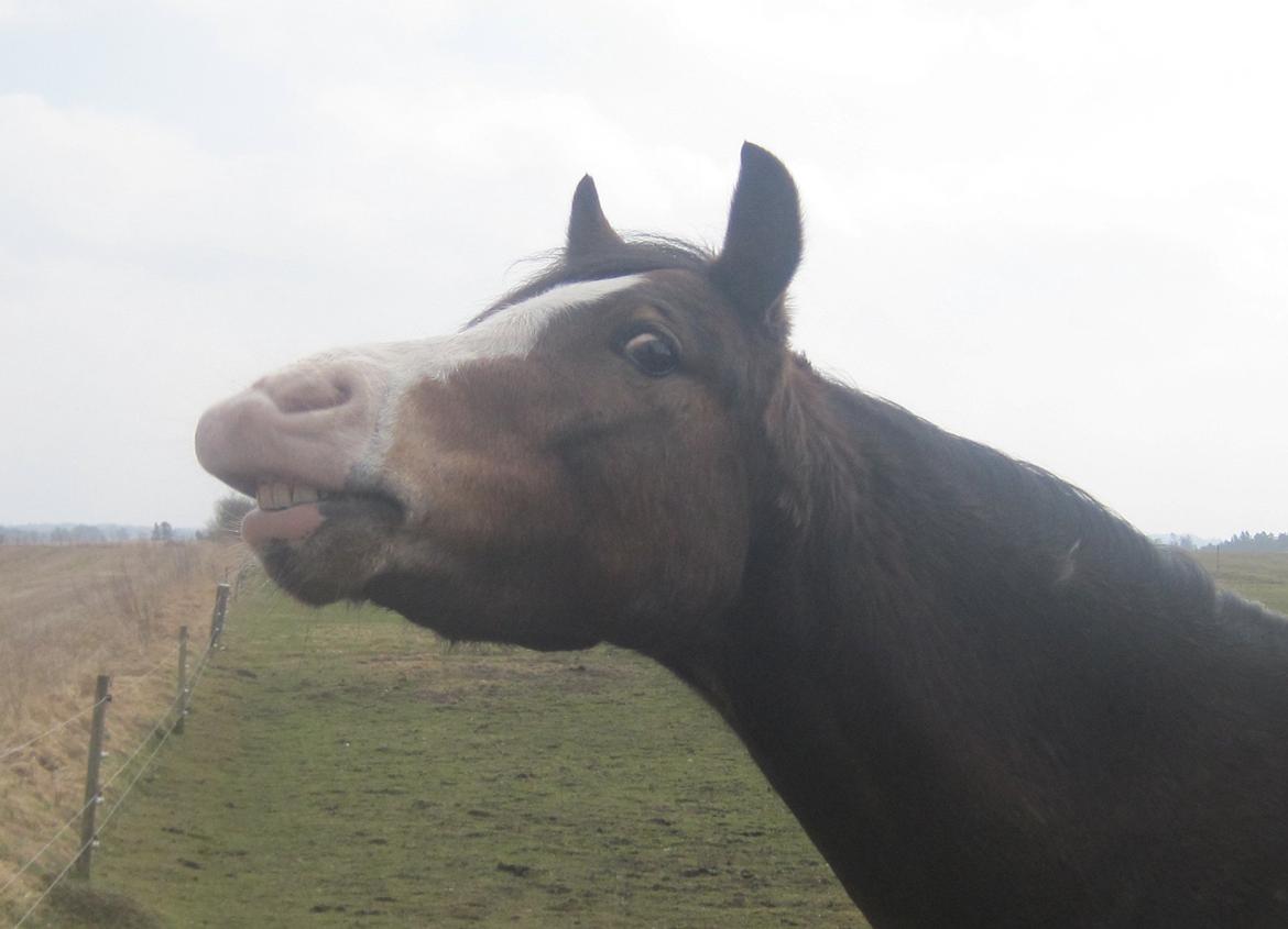 Welsh Pony (sec B) Korreborgs Mateus billede 5