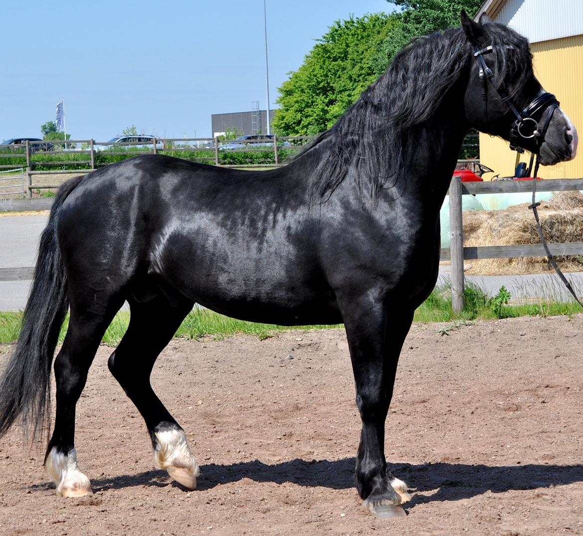 Welsh Cob (sec D) Valhallas Zorro billede 4