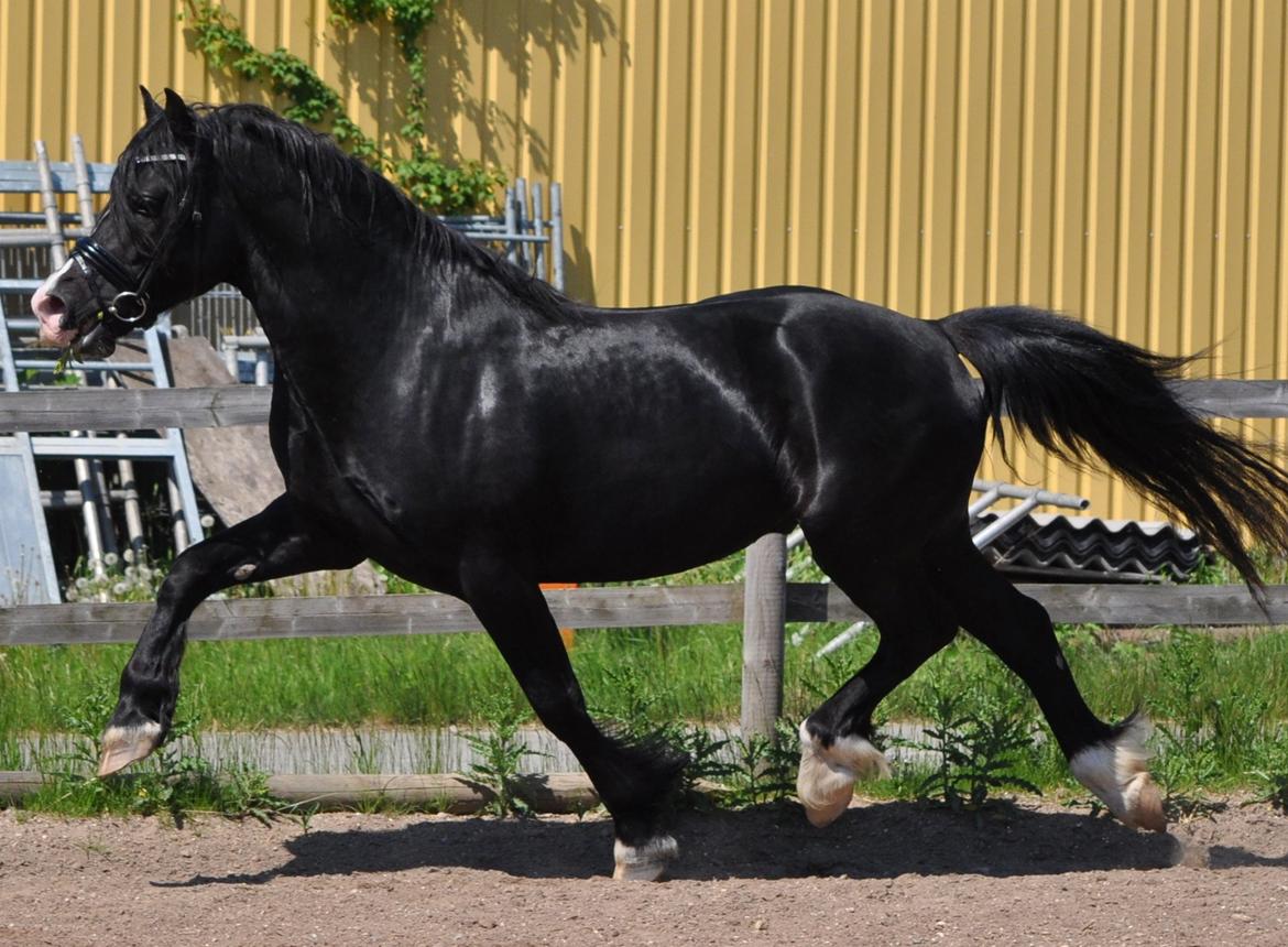 Welsh Cob (sec D) Valhallas Zorro billede 8