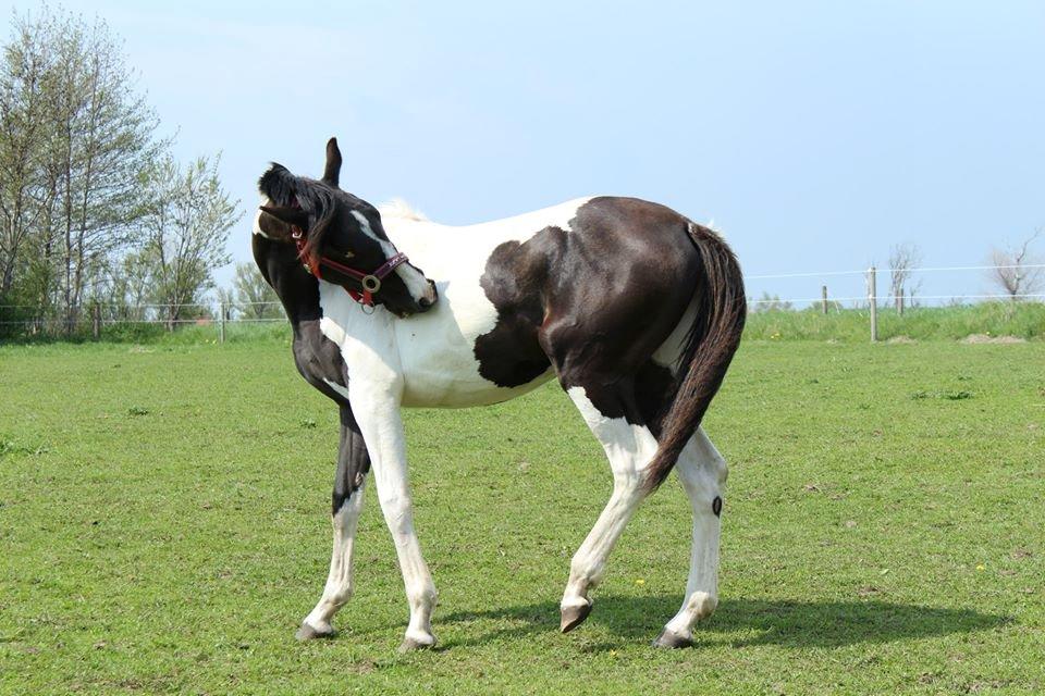 Pinto Aliyah billede 4