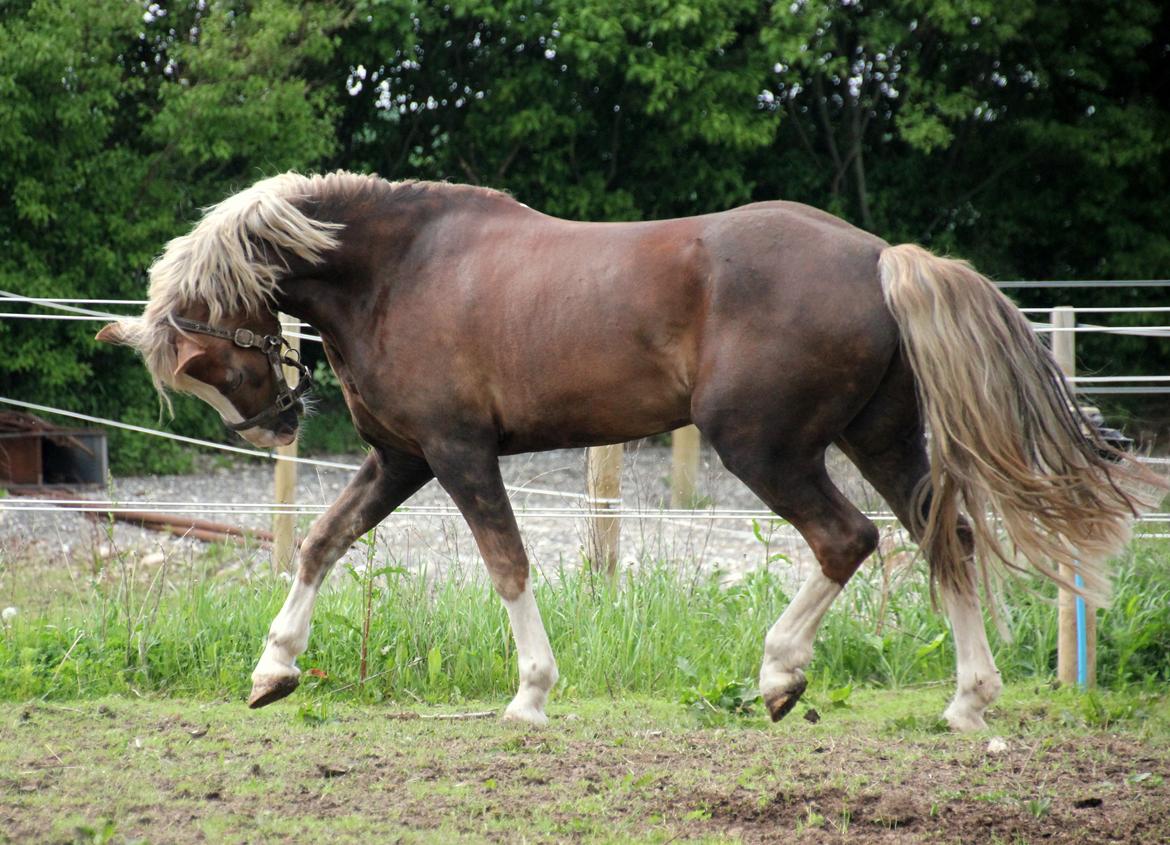 Welsh Cob (sec D) Fjordglimt Mr. George - (NYT) Sidste dag på fold <3 billede 6