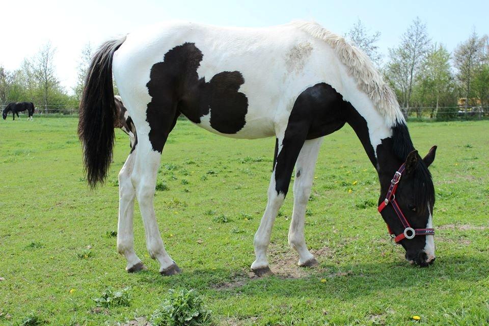 Pinto Aliyah - Adele´s datter  <3 billede 2