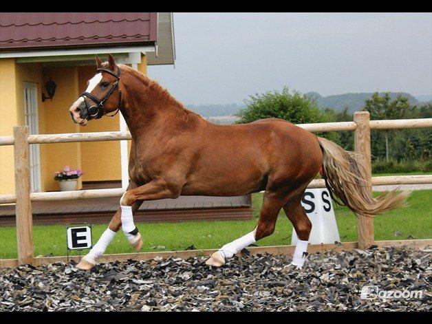 Welsh Cob (sec D) Fjordglimt Mr. George - Løsspring 2011 billede 4