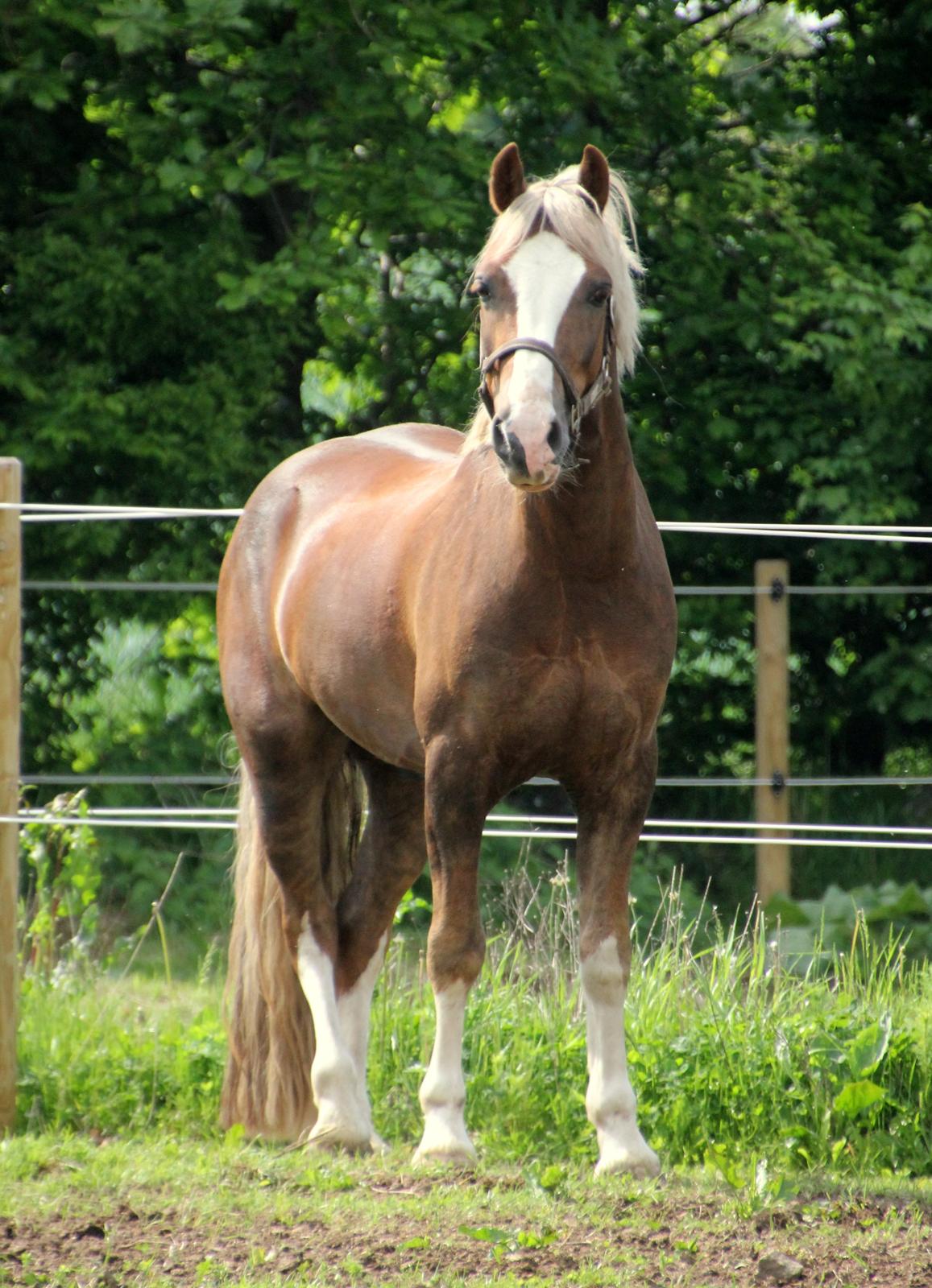 Welsh Cob (sec D) Fjordglimt Mr. George - (NYT) Sidste dag å¨Mejlgaarden billede 2