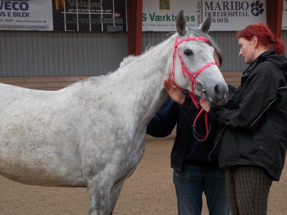 Anden særlig race India - Første trænings distance 18 km 2/6-13 billede 18