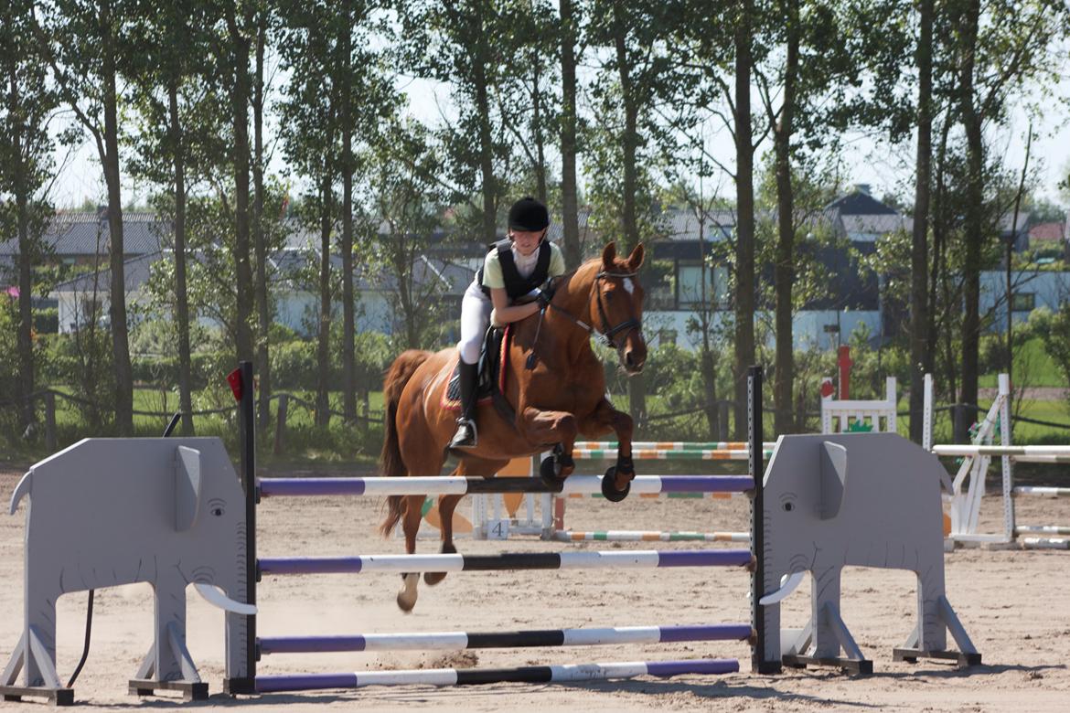 Dansk Varmblod Madame Bally - Elefantspringet i vores første LB.  billede 7