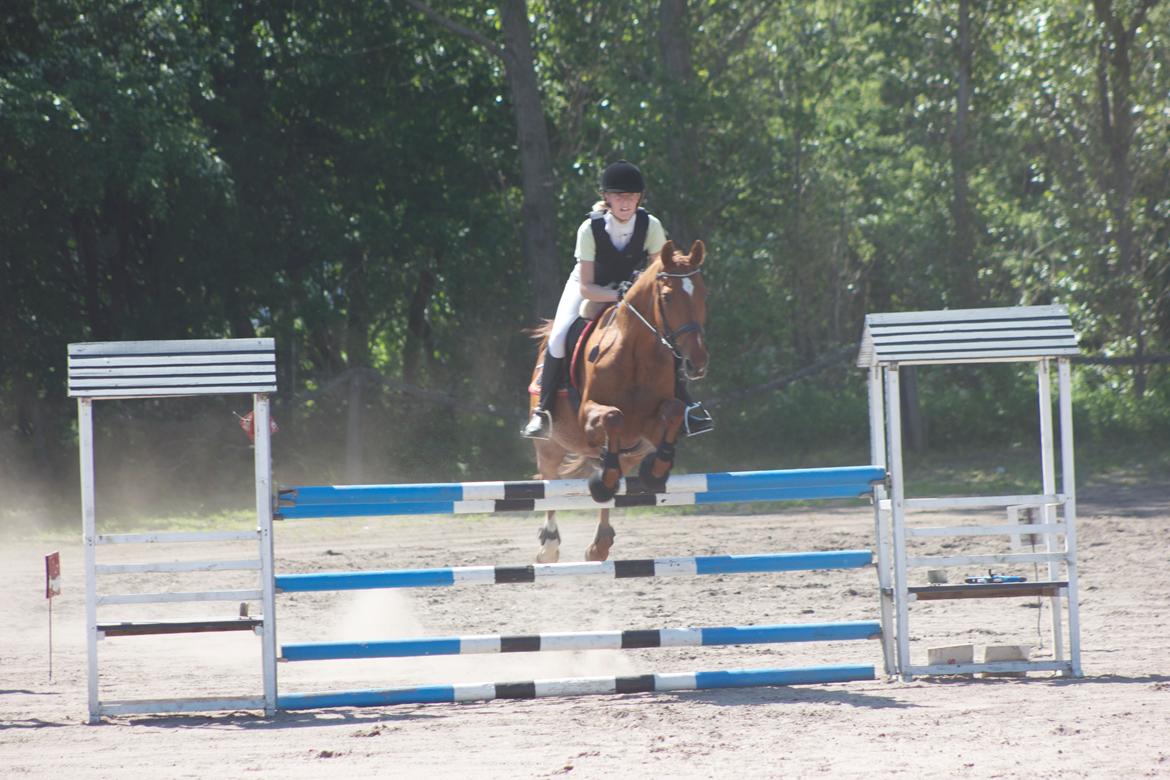 Dansk Varmblod Madame Bally - LB, 1. plads. billede 9