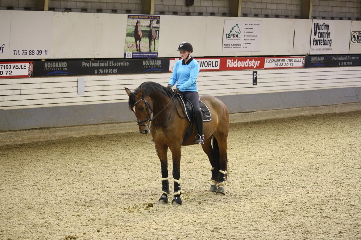 Dansk Varmblod First Move A.B. billede 6